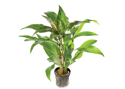 Blue Stricta in Mesh Pot