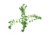 Rotala Rotundifolia