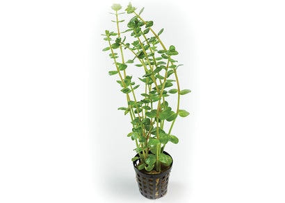 Rotala Rotundifolia in Mesh Pot