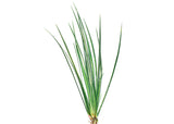 Variegated Rush