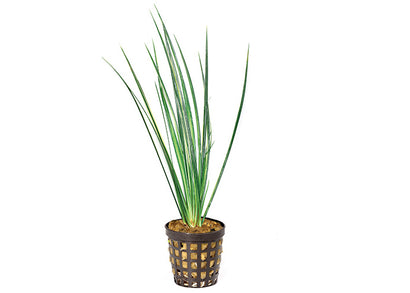 Variegated Rush in Mesh Pot