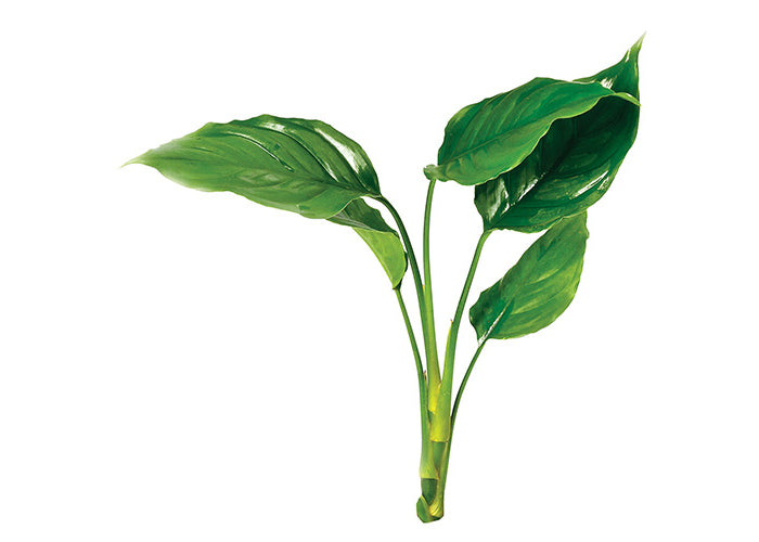 aglaonema in aquarium Shop Aquarium Plants