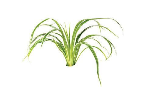 chlorophytum bichetii aquarium Shop Aquarium Plants