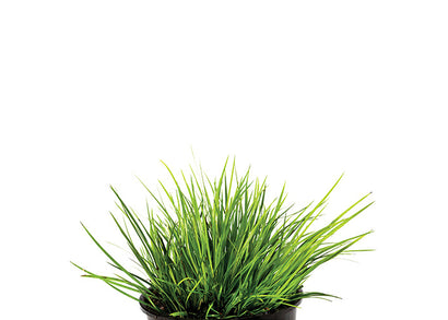 Dwarf Gold Rush (Clump)