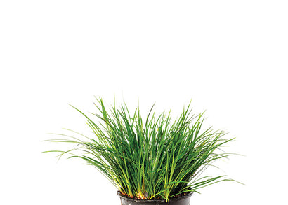 Dwarf Green Rush (Pieces)