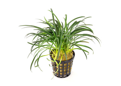 Dwarf Pongol in Mesh Pot