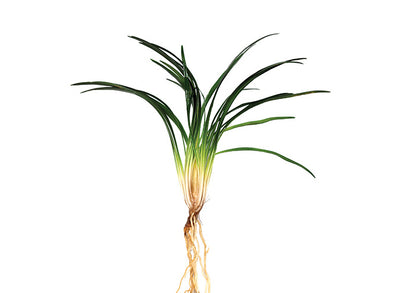 Dwarf Pongol (Clump)