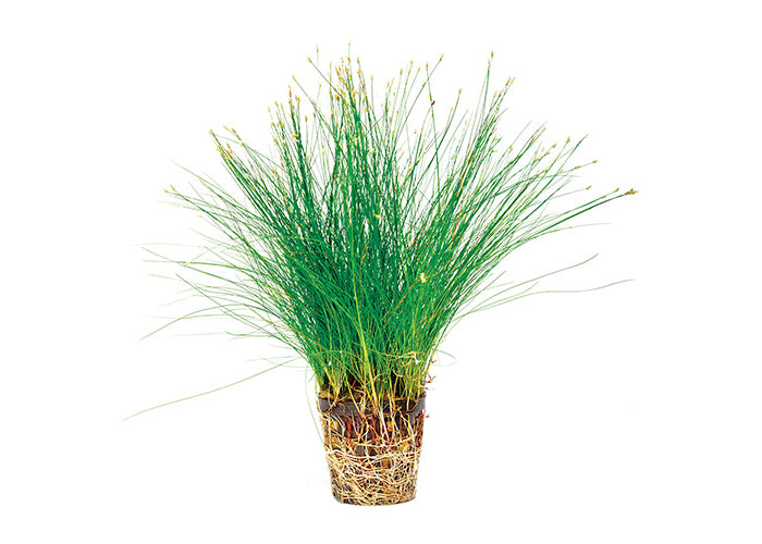 Hairgrass in Mesh Pot