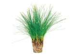 Dwarf Hairgrass in Mesh Pot