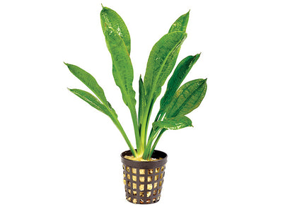 Echinodorus Sword in Mesh Pot