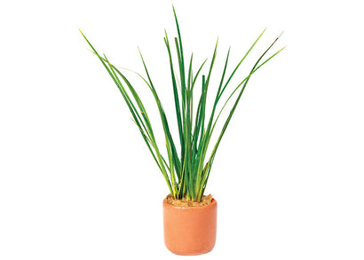 Dwarf Green Rush in Terracotta Pot
