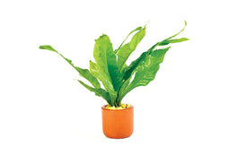 Java Fern - Microsorium in Terracotta Pot