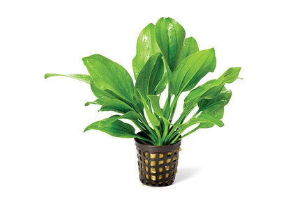 Echinodorus Indian Red in Mesh Pot