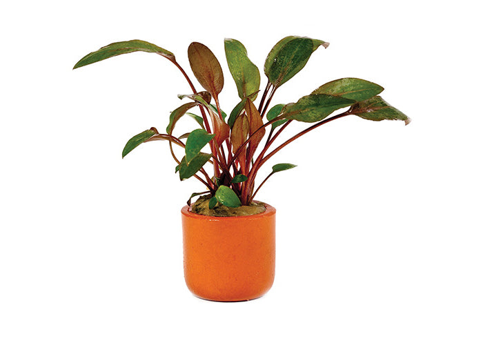 Cryptocoryne Brown Wendtii in Terracotta Pot