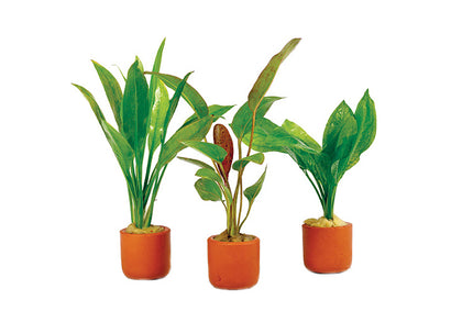 Cryptocoryne (Assorted) in Terracotta Pot