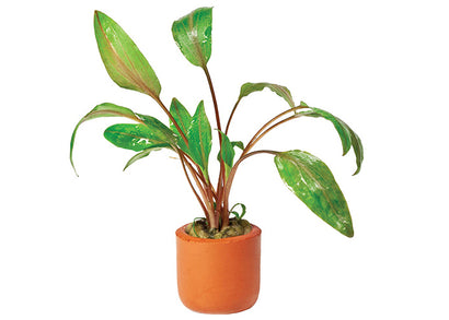 Cryptocoryne Mi Oya in Terracotta Pot