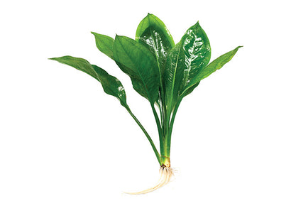 Echinodorus Compact Bleheri in Mesh Pot