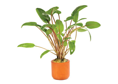 Cryptocoryne Wendtii Hybrid in Terracotta Pot