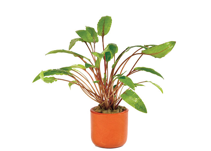 Cryptocoryne Wendtii Tall in Terracotta Pot