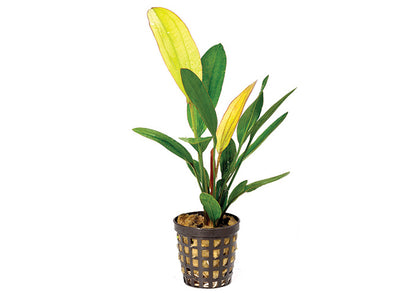 Cryptocoryne Sub. (Assorted) in Mesh Pot