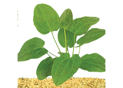 Echinodorus Leopard in Mesh Pot