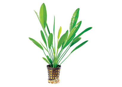 Echinodorus Uruguayensis in Mesh Pot