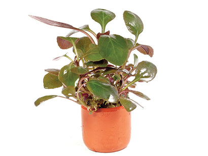 Lobelia Cardinalis in Terracotta Pot