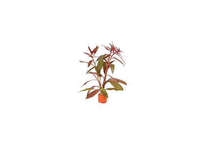 Scarlet Ludwigia in Terracotta Pot