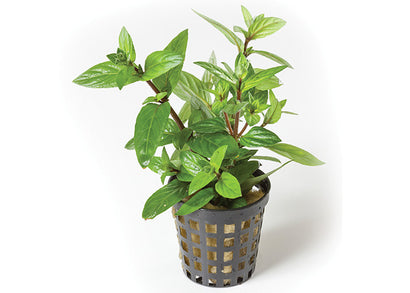 Staurogyne in Mesh Pot