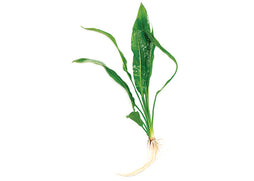 Amazon Sword, live plants for aqariums