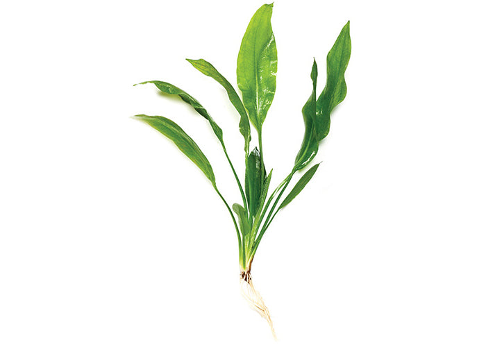 Bleheri Sword- living big leaf water plant. 