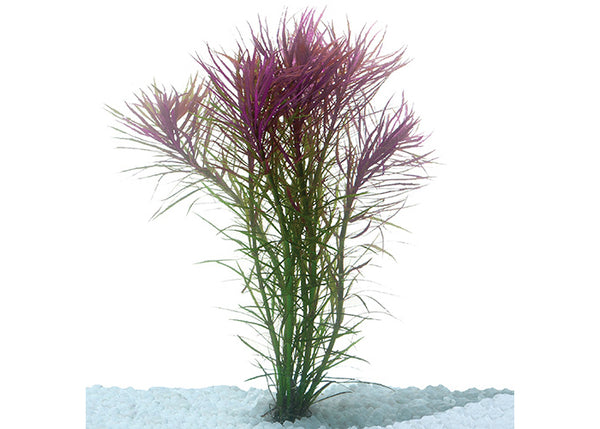 Pogostemon Stellata Fine Leaf