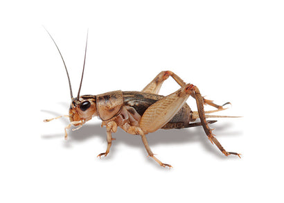 Pisces Crickets