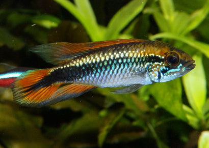 Apistogramma Agassizi Double Red, red fin, tail, metal looking fishAmerican Cichlid | Freshwater FIsh for sale | Buy aquarium Fish | LIve fish | Tropcial fish online| Coburg Aquarium| Dwarf Cichlid