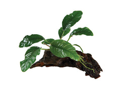 Anubias Coffeefolia Driftwood Creation