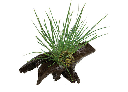 Dwarf Green Rush Driftwood Creation