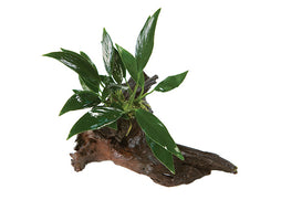 Anubias on Driftwood