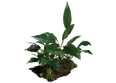 Mini Garden Driftwood Creation