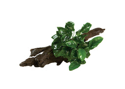 Anubias Nana Driftwood Creation