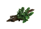 Anubias Nana Driftwood Creation