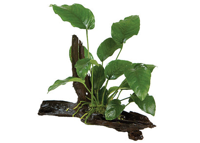 Anubias Barteri OT Driftwood Creation
