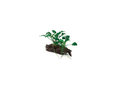 Anubias Emerald Heart & Barteri OT Driftwood Creation
