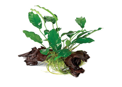 Anubias Emerald Heart