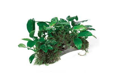 Nano Rainforest Garden Driftwood Creation