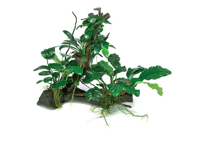 Nano Congo Rainforest Garden Driftwood Creation