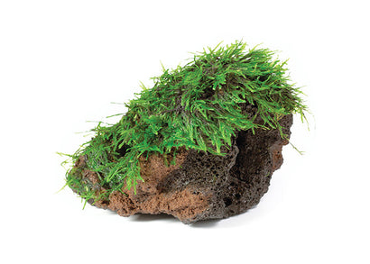 Fontinalis Rock Creation