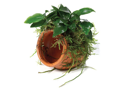 Paco & Fontinalis Terracotta Urn Creation