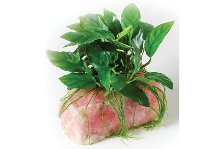 Anubias Pink Quartz Rock Creation