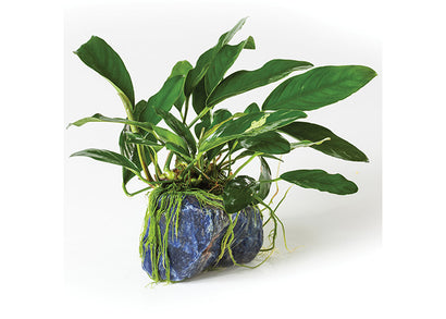 Anubias Sodalite Rock Creation