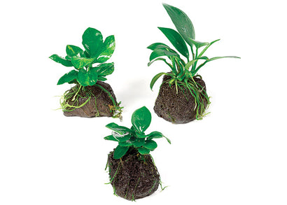 Nano Betta Lava Rock Creation